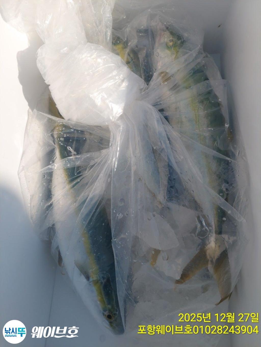 낚시뚜,방어,삼치,구룡포항,뉴웨이브호,낚시뚜12