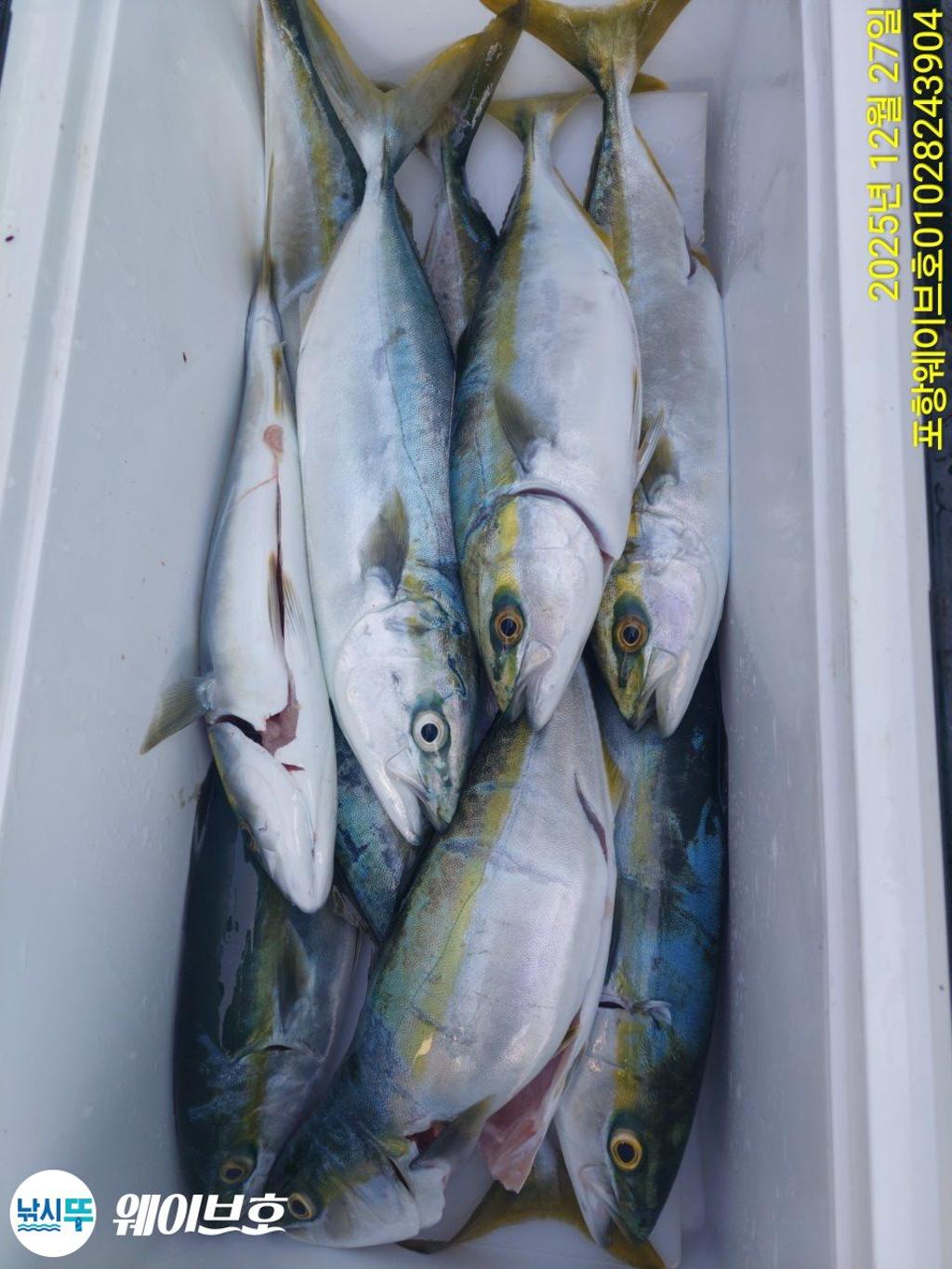 낚시뚜,방어,삼치,구룡포항,뉴웨이브호,낚시뚜11