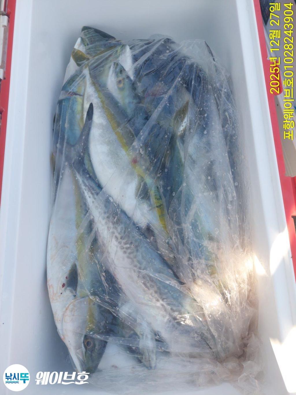 낚시뚜,방어,삼치,구룡포항,뉴웨이브호,낚시뚜10