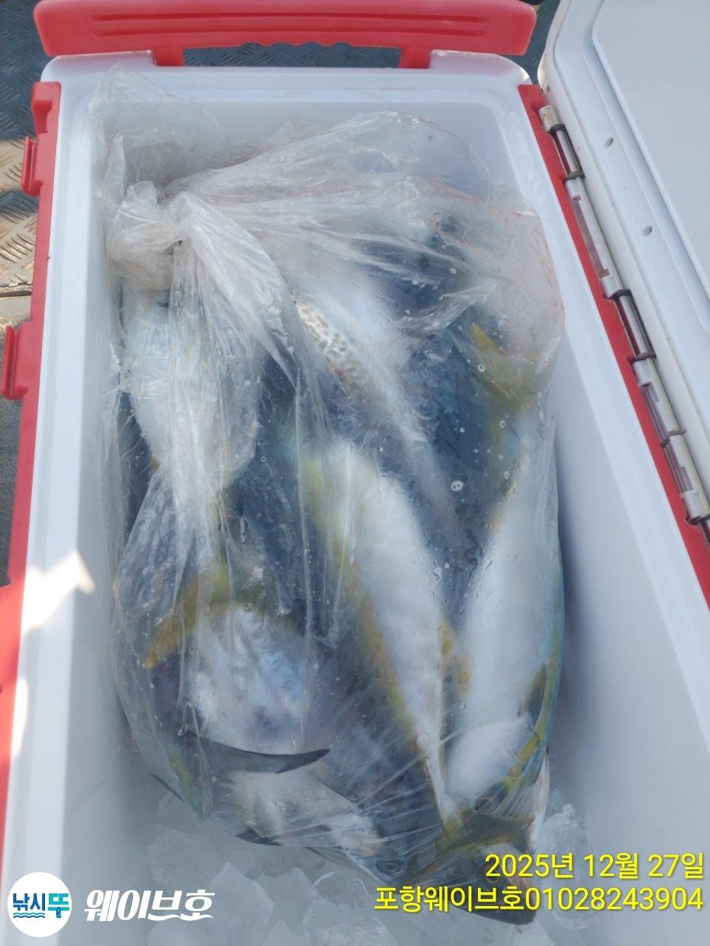 낚시뚜,방어,삼치,구룡포항,뉴웨이브호,낚시뚜9