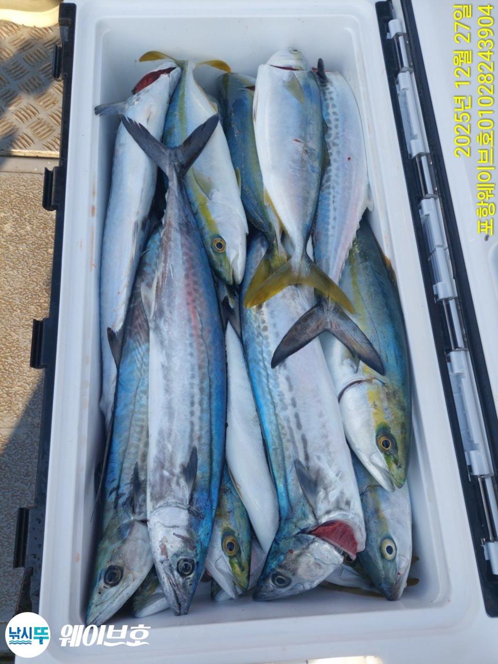 낚시뚜,방어,삼치,구룡포항,뉴웨이브호,낚시뚜8