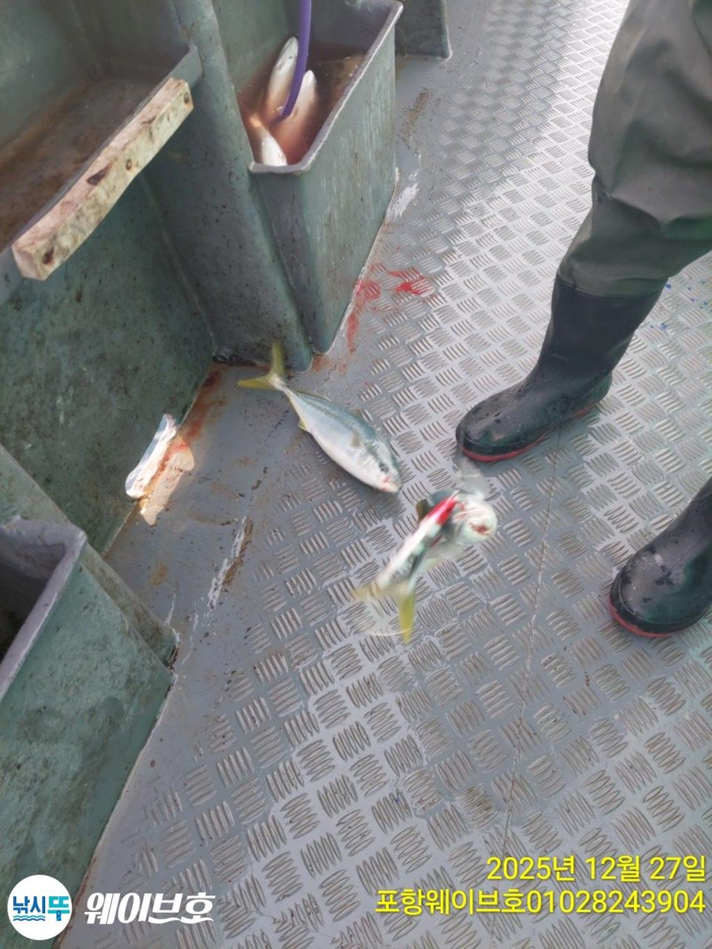 낚시뚜,방어,삼치,구룡포항,뉴웨이브호,낚시뚜5