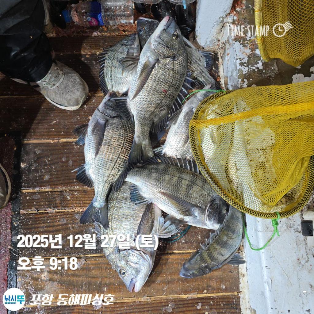 낚시뚜,감성돔,포항(운하관),포항 동해피싱호,낚시뚜18