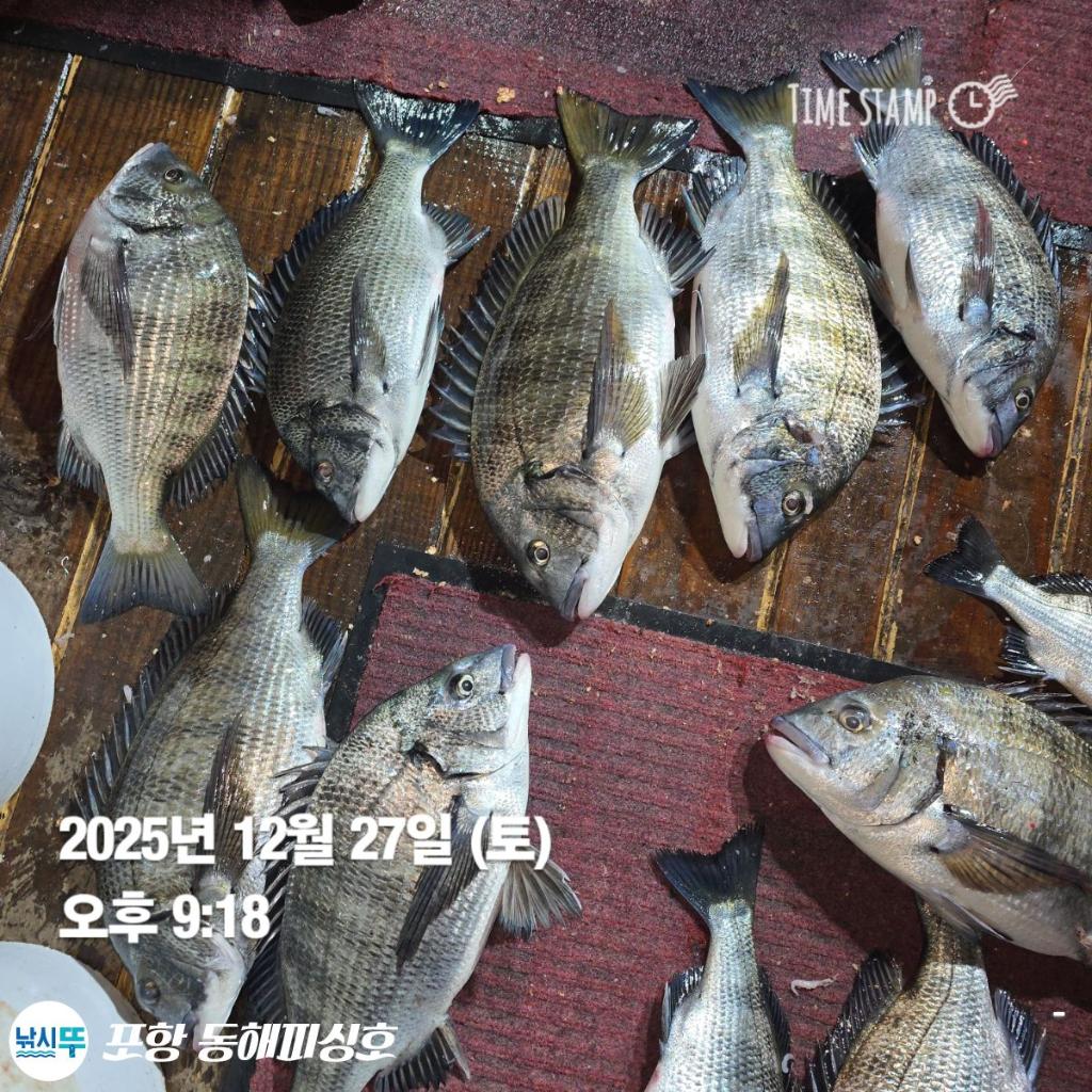 낚시뚜,감성돔,포항(운하관),포항 동해피싱호,낚시뚜16