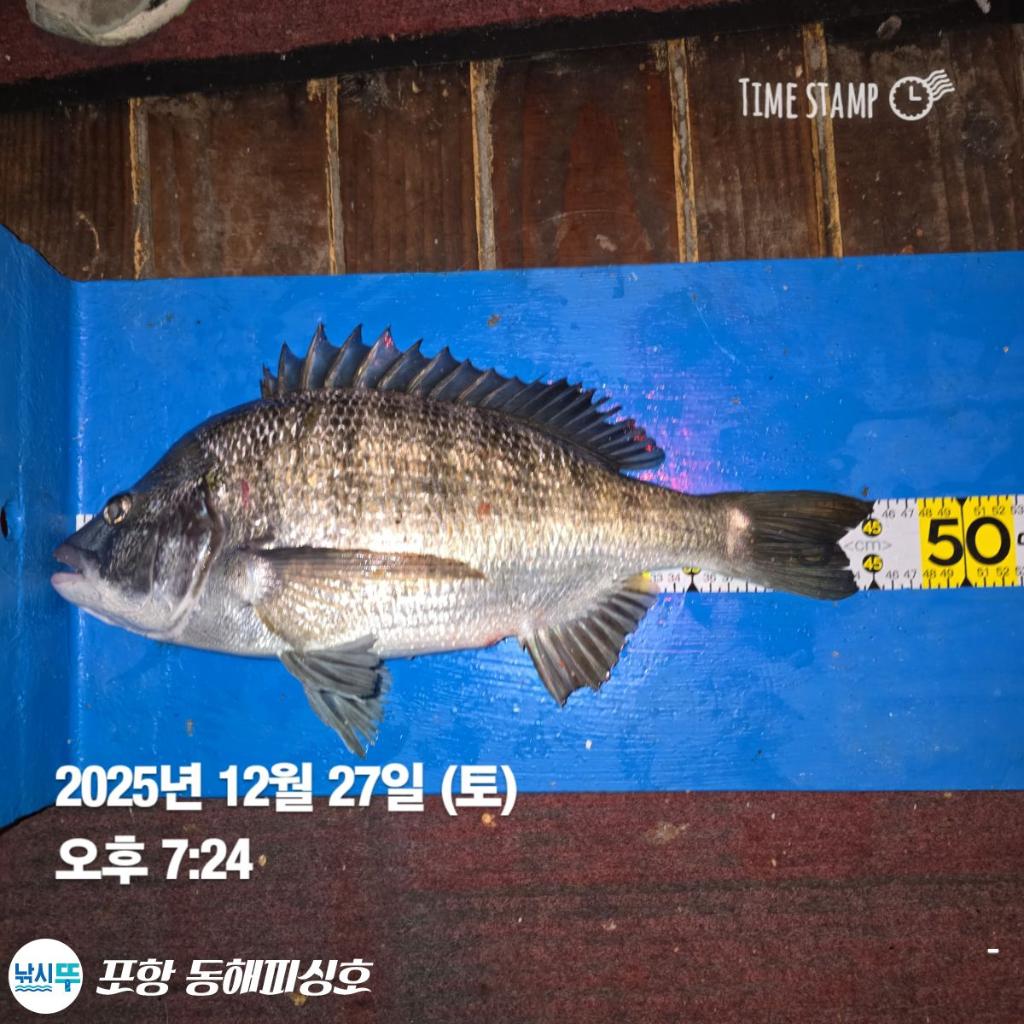 낚시뚜,감성돔,포항(운하관),포항 동해피싱호,낚시뚜15