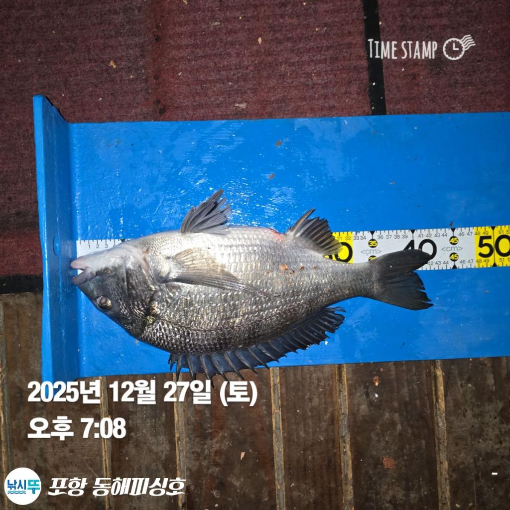 낚시뚜,감성돔,포항(운하관),포항 동해피싱호,낚시뚜13