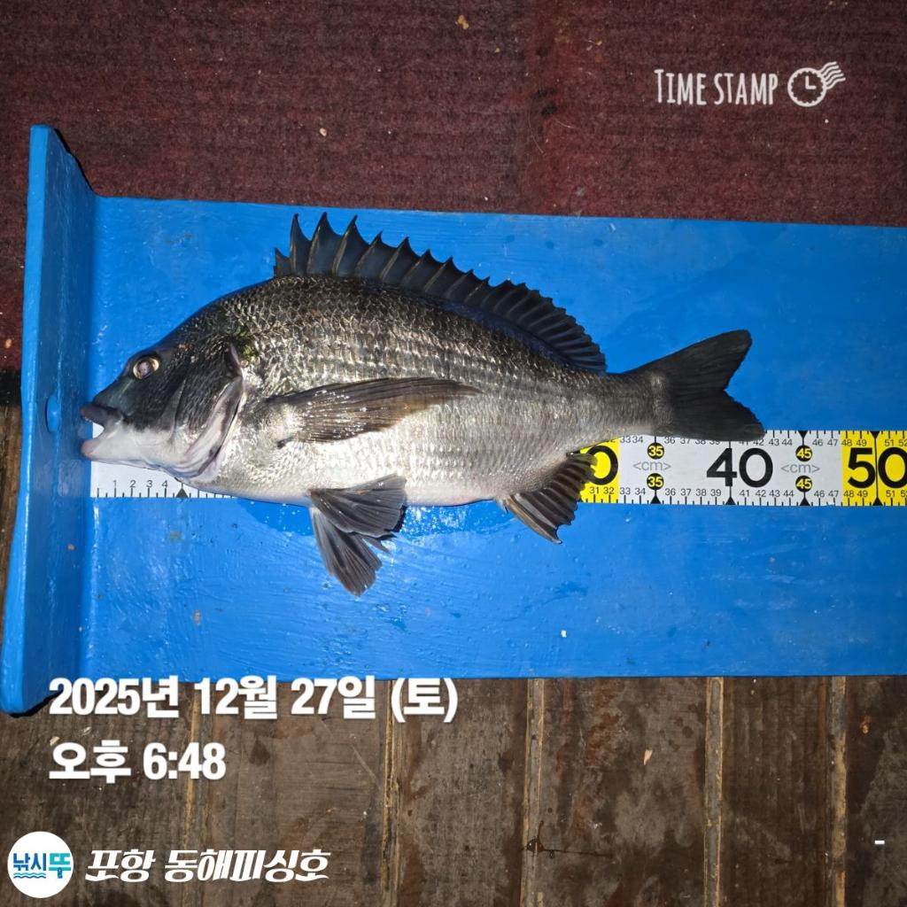 낚시뚜,감성돔,포항(운하관),포항 동해피싱호,낚시뚜11