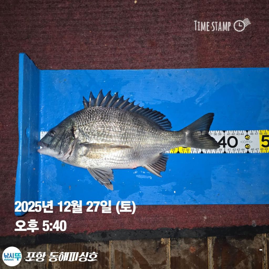 낚시뚜,감성돔,포항(운하관),포항 동해피싱호,낚시뚜7
