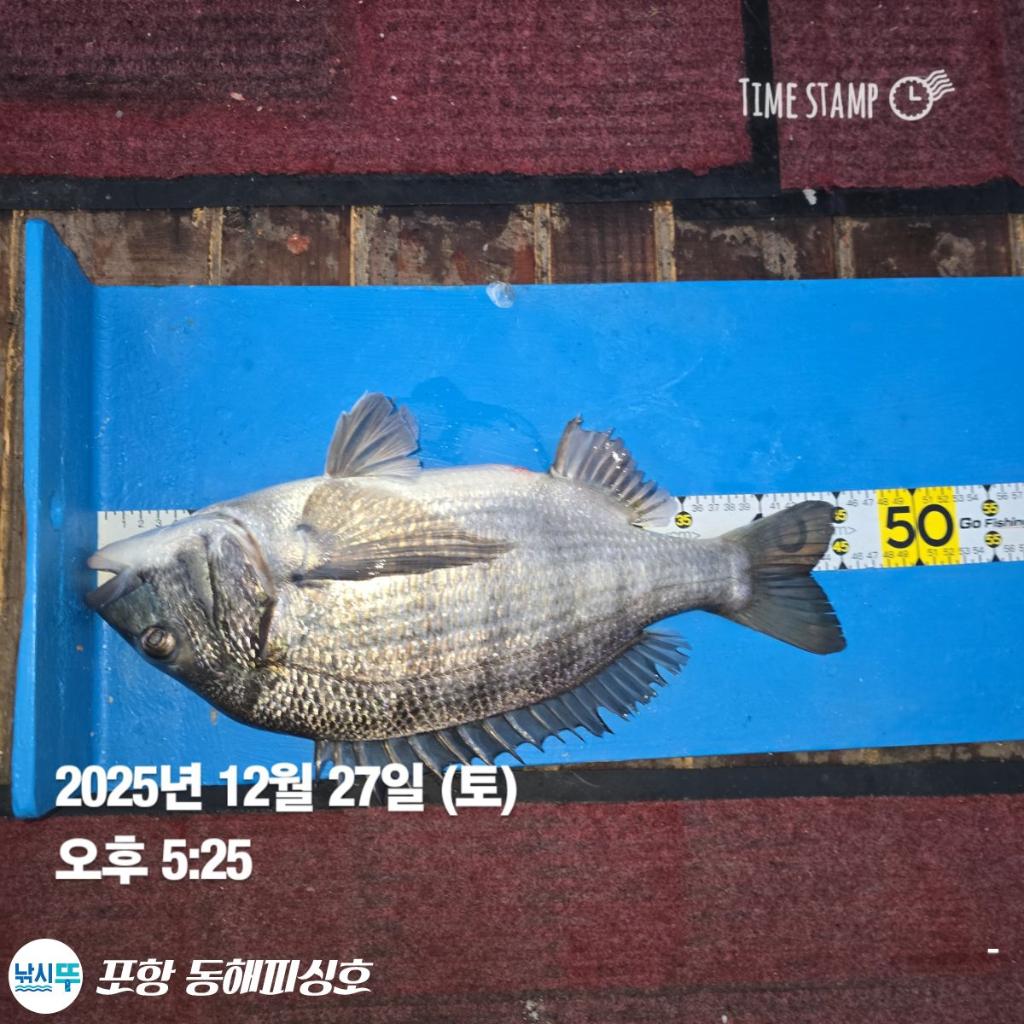 낚시뚜,감성돔,포항(운하관),포항 동해피싱호,낚시뚜5