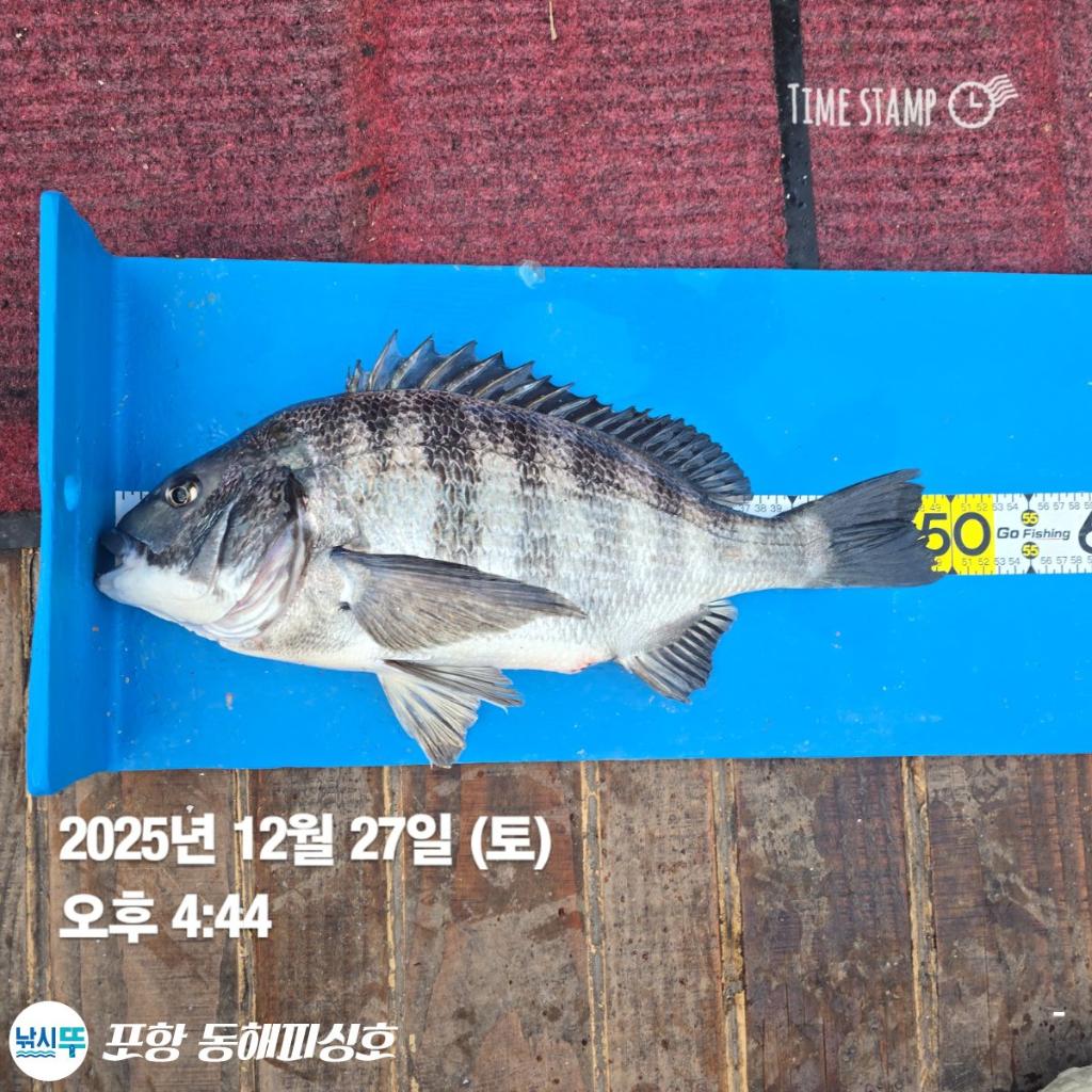 낚시뚜,감성돔,포항(운하관),포항 동해피싱호,낚시뚜1
