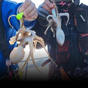 조황, 일요일 쭈꾸미 2자리여유 있습니다 