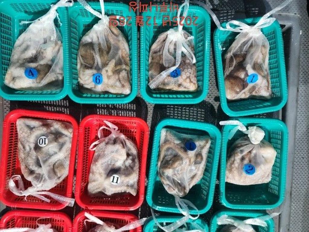 낚시뚜,낙지,속천항(진해),바루나피싱,낚시뚜11