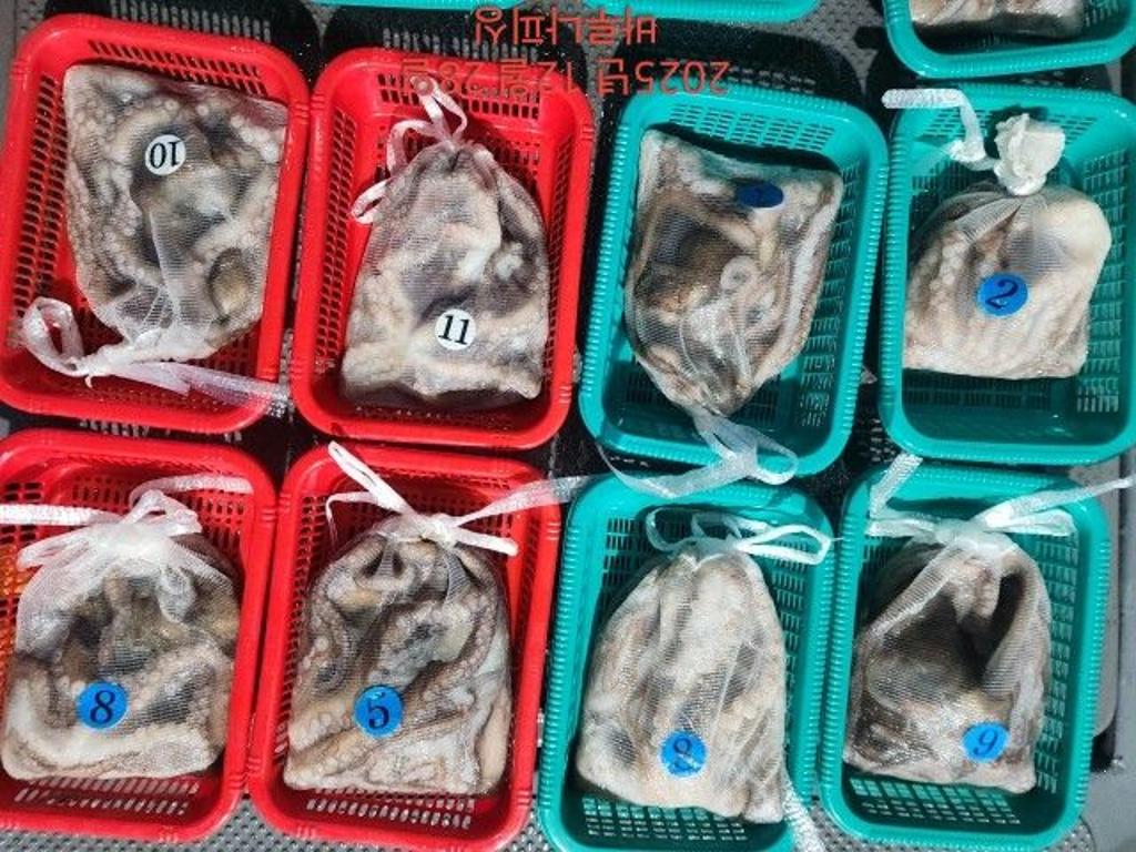 낚시뚜,낙지,속천항(진해),바루나피싱,낚시뚜10