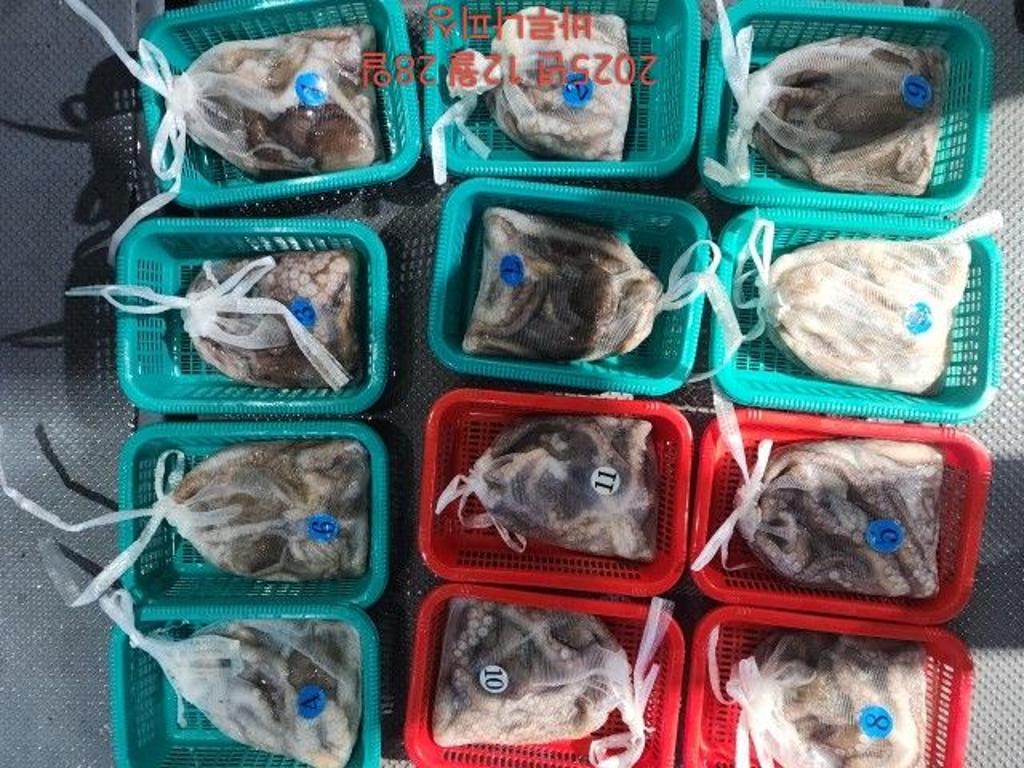 낚시뚜,낙지,속천항(진해),바루나피싱,낚시뚜9