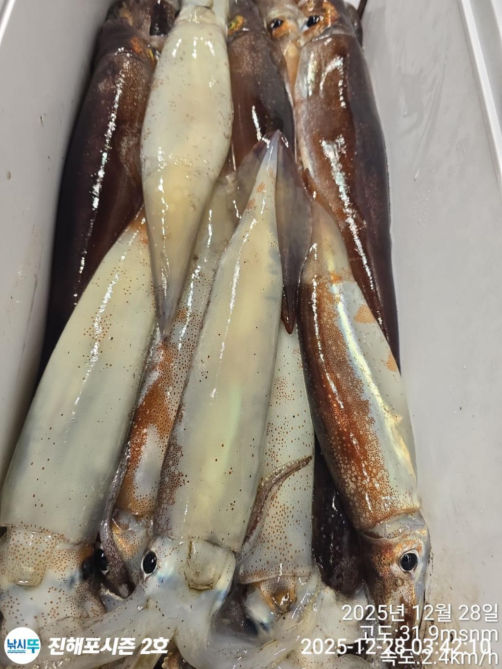 낚시뚜,오징어,진해행암항,진해포시즌 2호,낚시뚜9