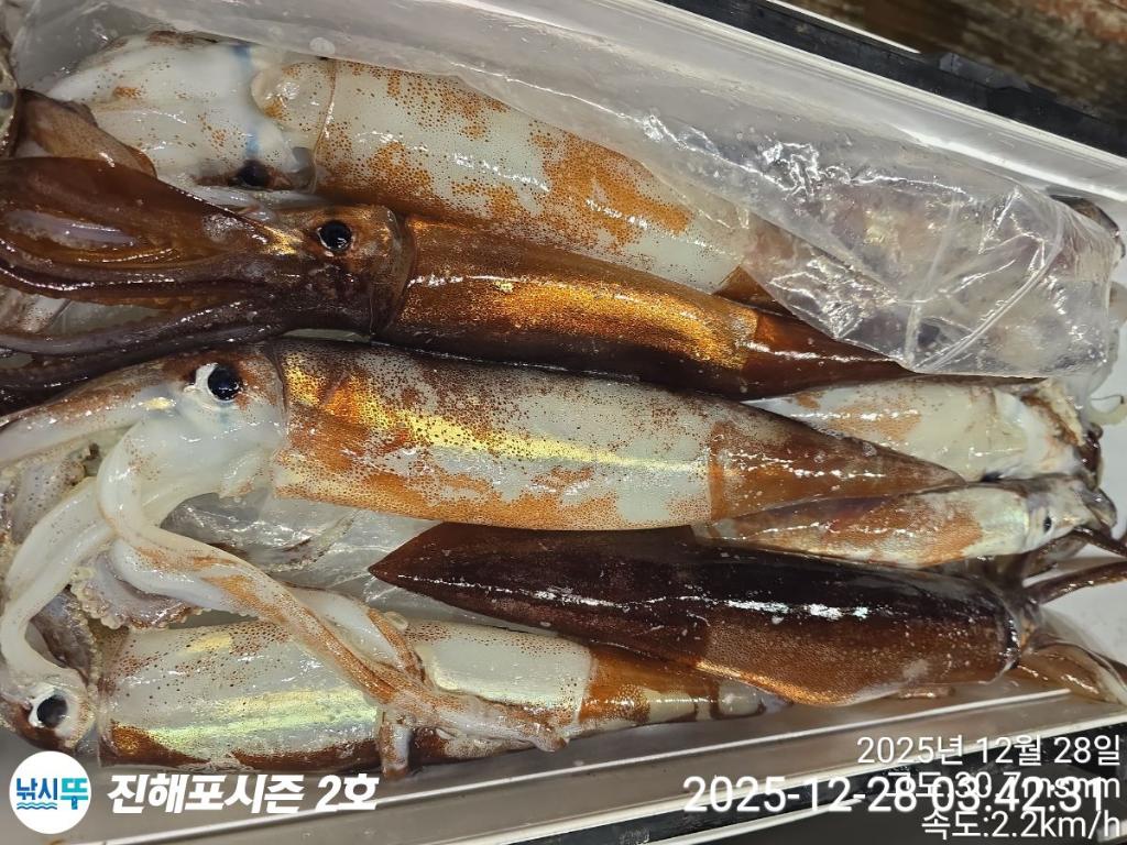 낚시뚜,오징어,진해행암항,진해포시즌 2호,낚시뚜8