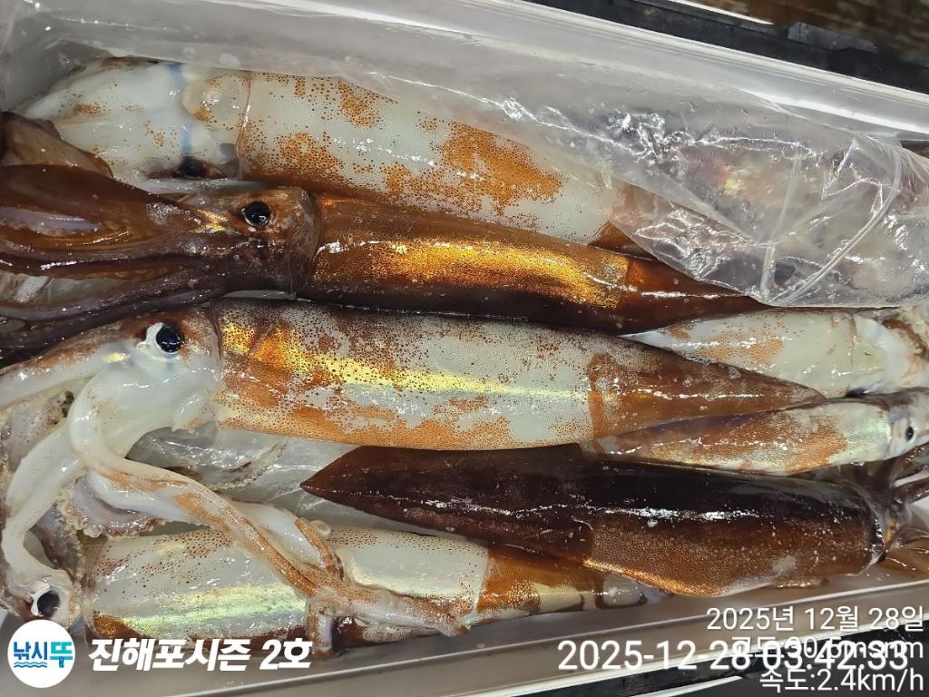 낚시뚜,오징어,진해행암항,진해포시즌 2호,낚시뚜7
