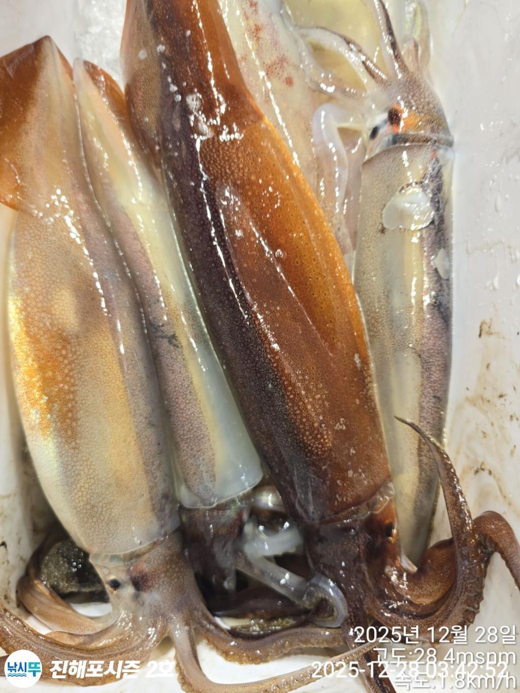 낚시뚜,오징어,진해행암항,진해포시즌 2호,낚시뚜5