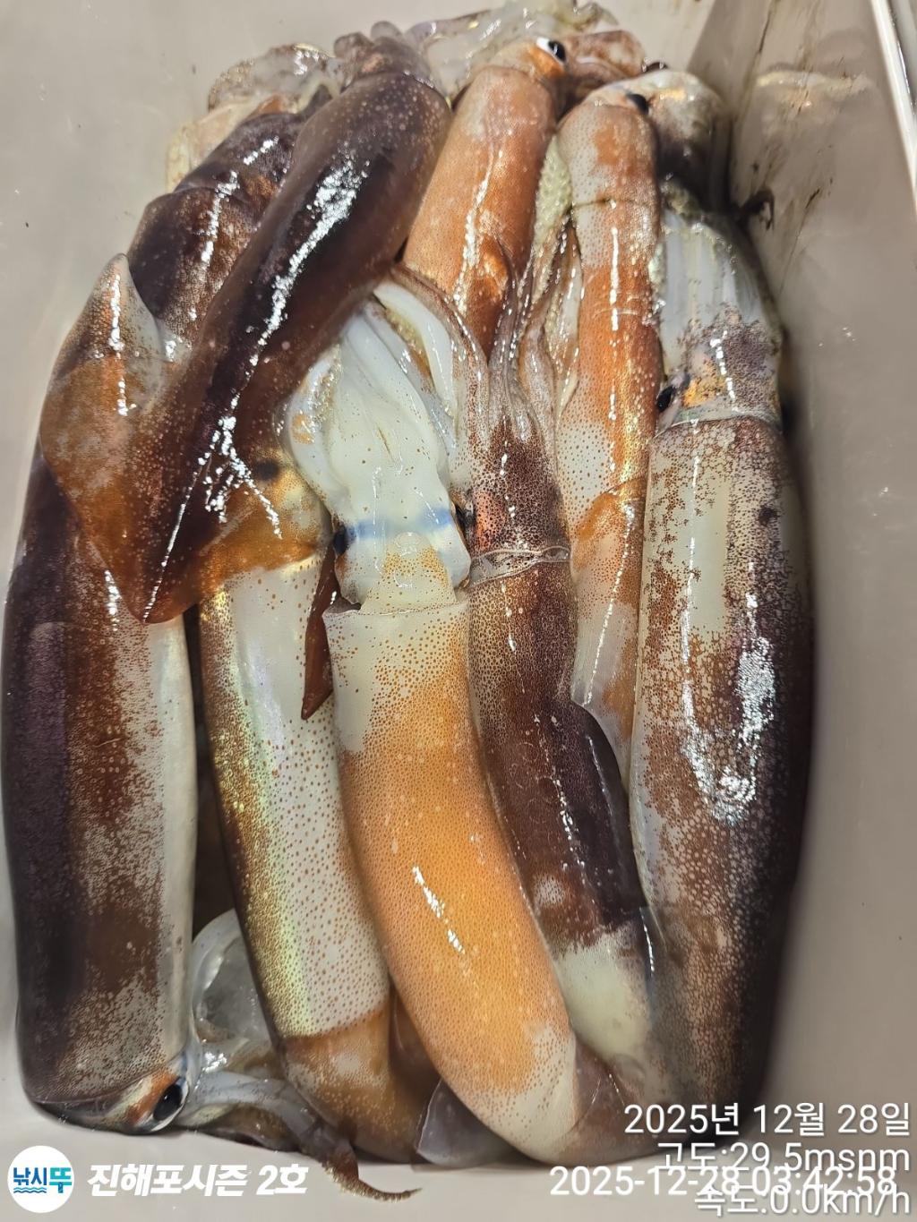 낚시뚜,오징어,진해행암항,진해포시즌 2호,낚시뚜2