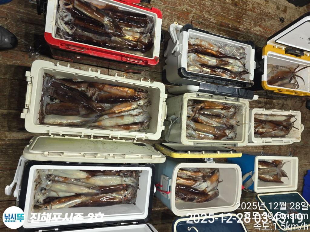 낚시뚜,오징어,진해행암항,진해포시즌 2호,낚시뚜0