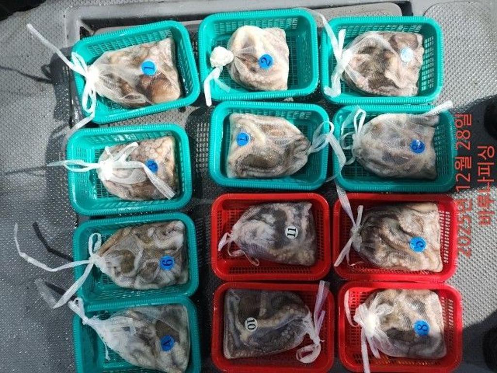 낚시뚜,낙지,속천항(진해),바루나피싱,낚시뚜12