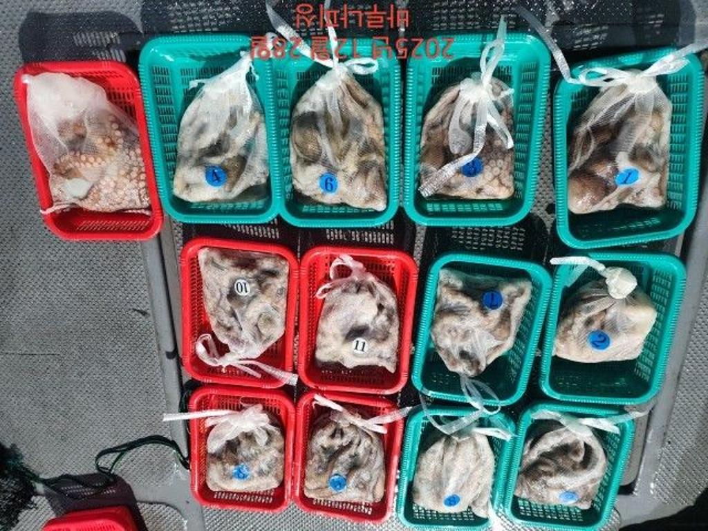 낚시뚜,낙지,속천항(진해),바루나피싱,낚시뚜10