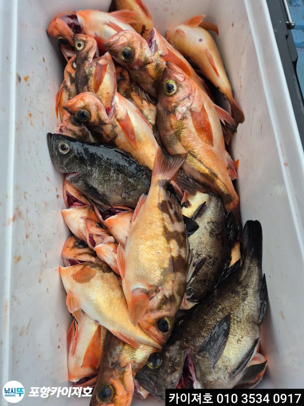 낚시뚜,열기,영일만항,포항카이져호,낚시뚜27