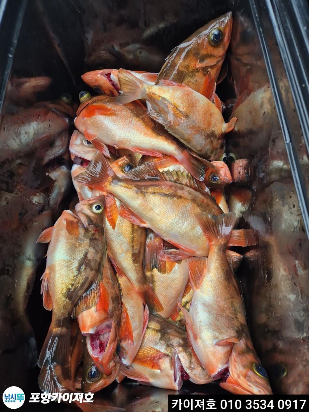 낚시뚜,열기,영일만항,포항카이져호,낚시뚜25