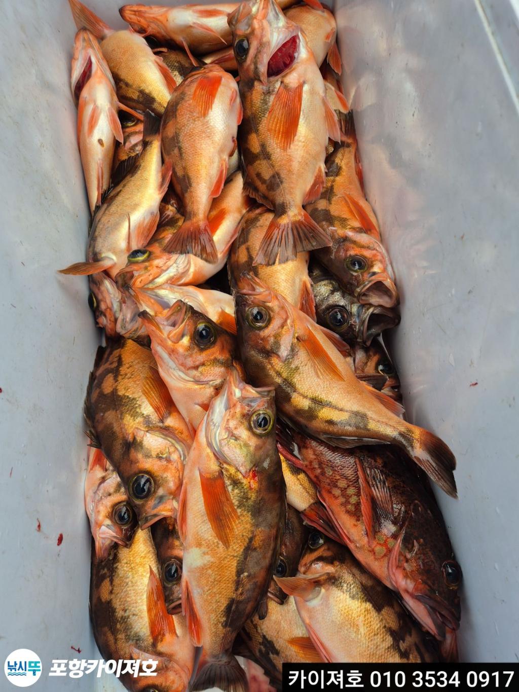 낚시뚜,열기,영일만항,포항카이져호,낚시뚜21