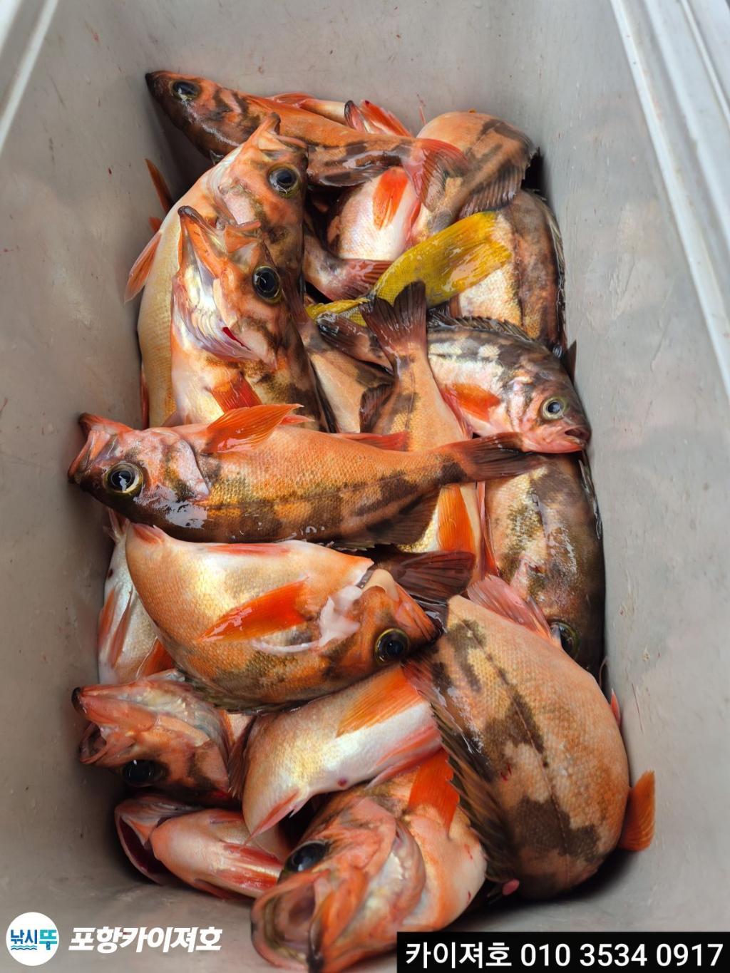 낚시뚜,열기,영일만항,포항카이져호,낚시뚜18