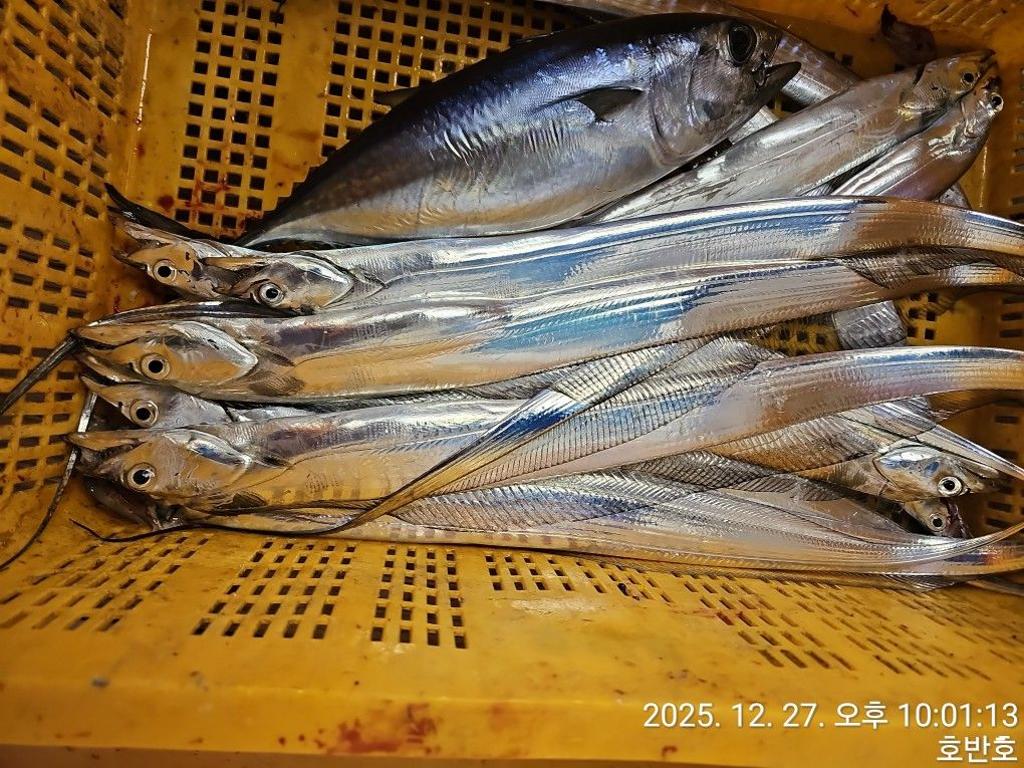 낚시뚜,갈치,통영 신전항,통영호반호,낚시뚜49