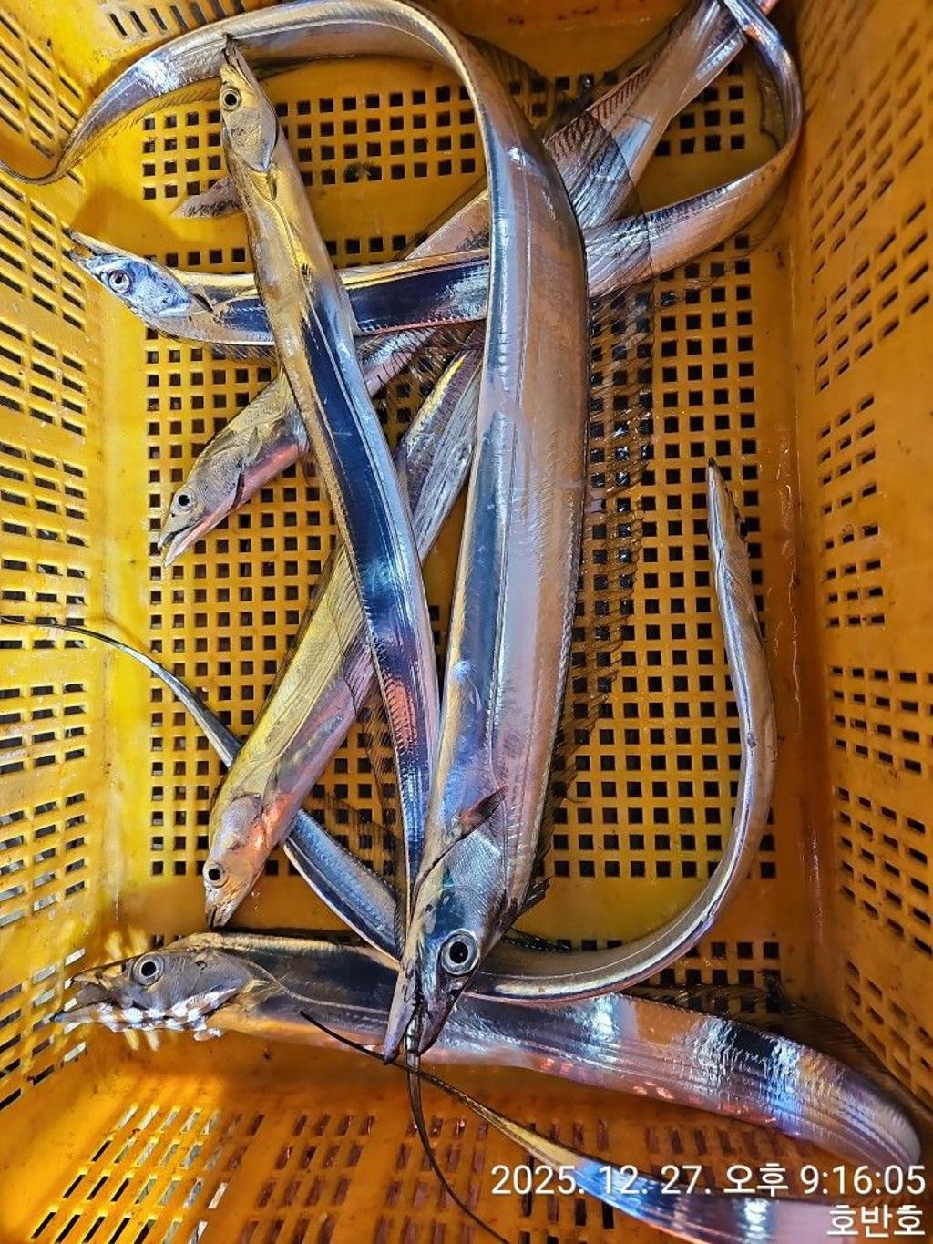 낚시뚜,갈치,통영 신전항,통영호반호,낚시뚜48