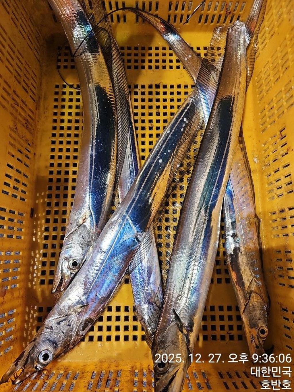 낚시뚜,갈치,통영 신전항,통영호반호,낚시뚜47