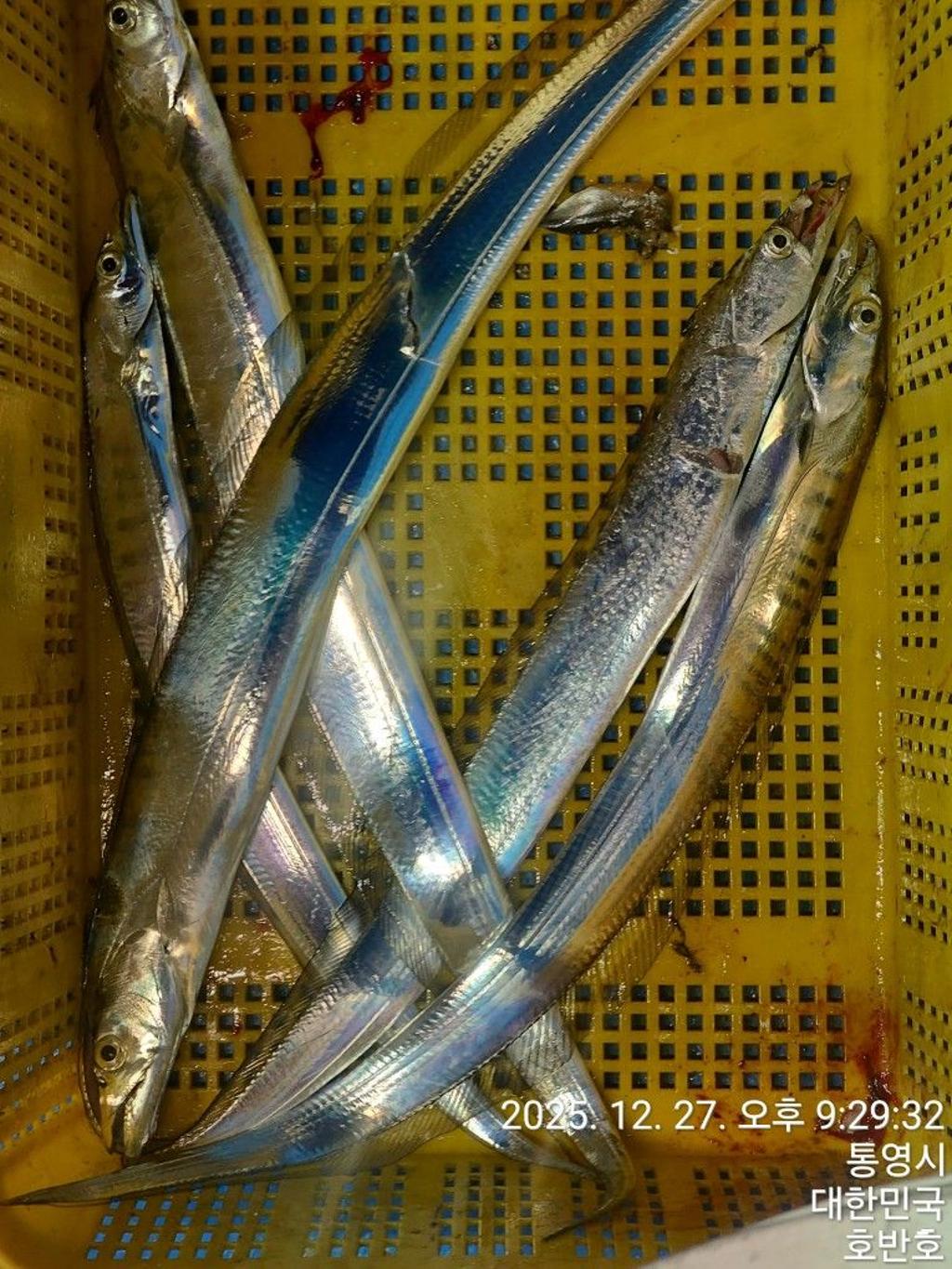 낚시뚜,갈치,통영 신전항,통영호반호,낚시뚜46