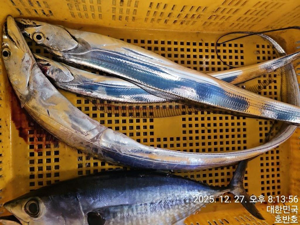 낚시뚜,갈치,통영 신전항,통영호반호,낚시뚜45