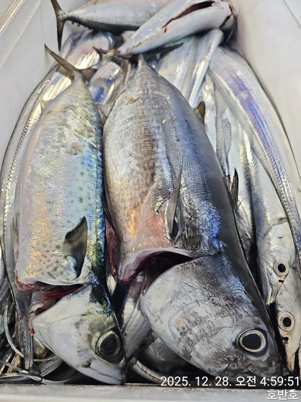 낚시뚜,갈치,통영 신전항,통영호반호,낚시뚜44