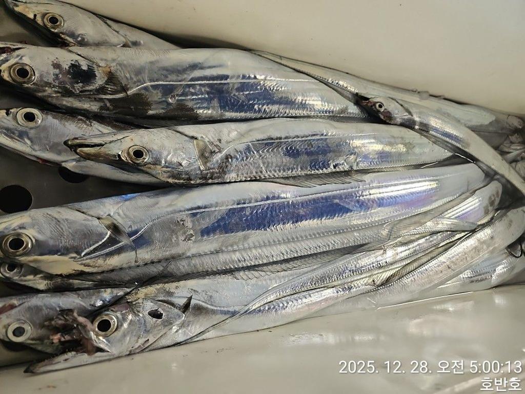 낚시뚜,갈치,통영 신전항,통영호반호,낚시뚜43