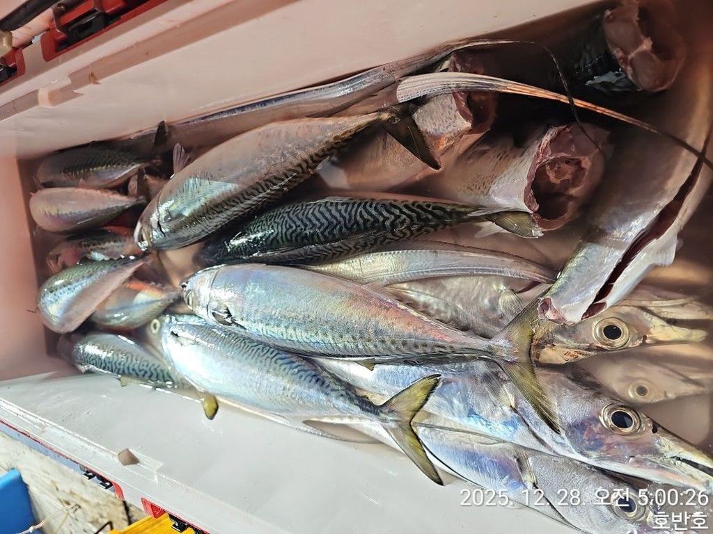 낚시뚜,갈치,통영 신전항,통영호반호,낚시뚜42