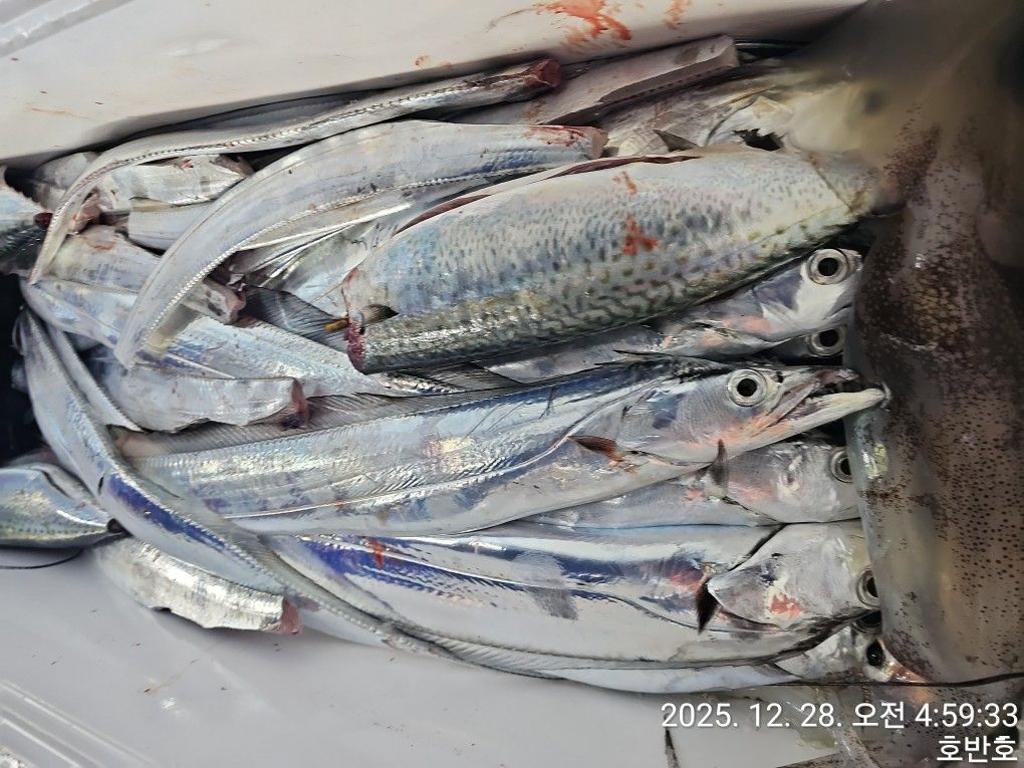 낚시뚜,갈치,통영 신전항,통영호반호,낚시뚜41