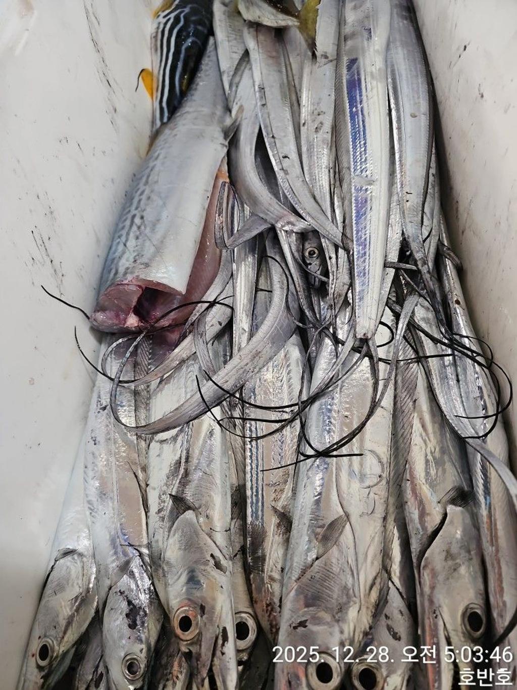 낚시뚜,갈치,통영 신전항,통영호반호,낚시뚜38