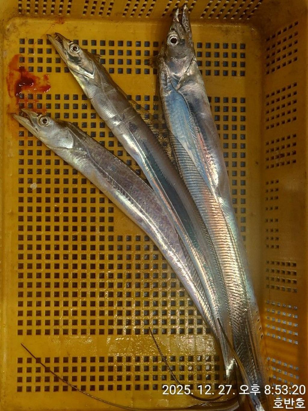 낚시뚜,갈치,통영 신전항,통영호반호,낚시뚜36