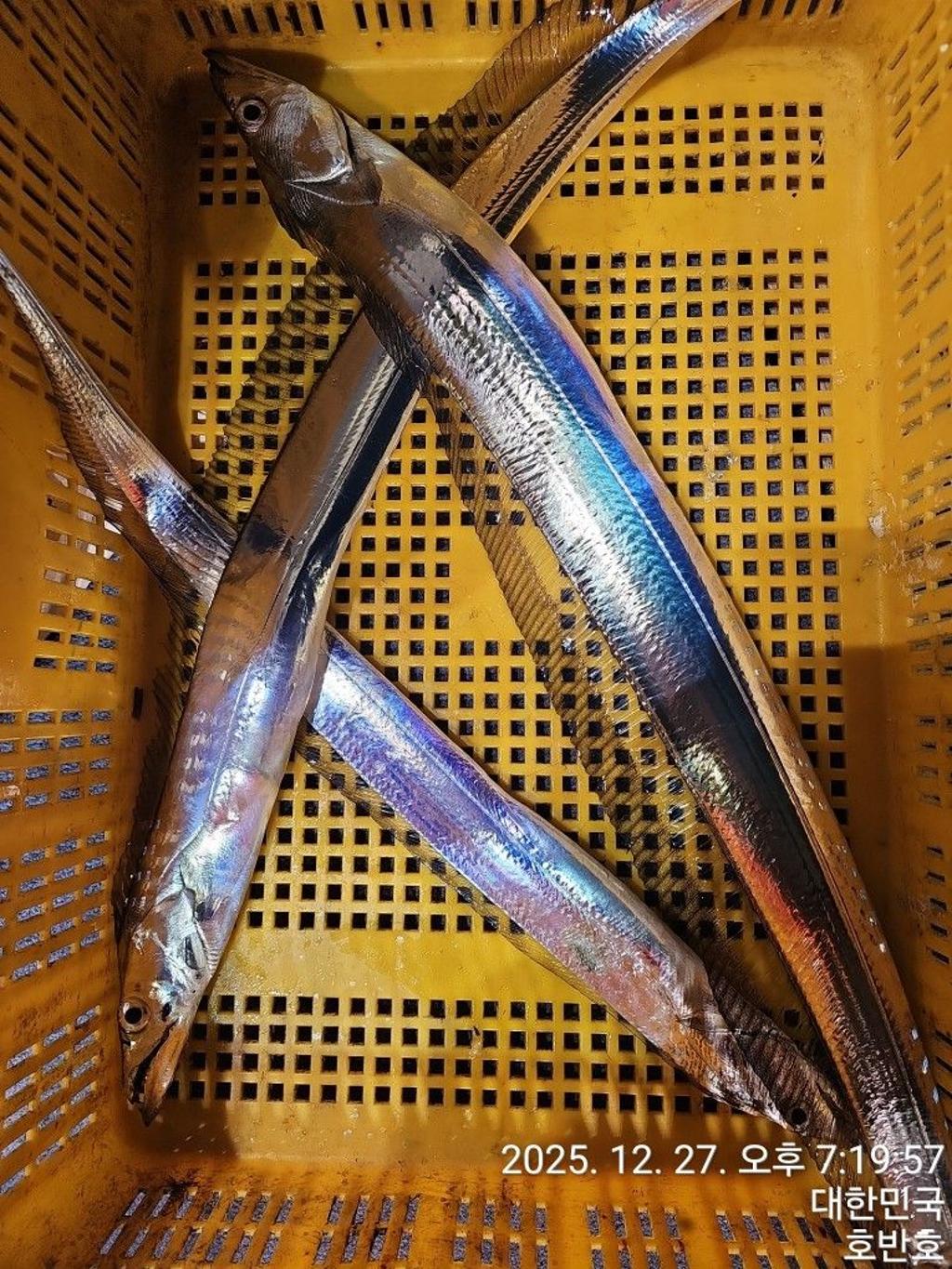 낚시뚜,갈치,통영 신전항,통영호반호,낚시뚜35