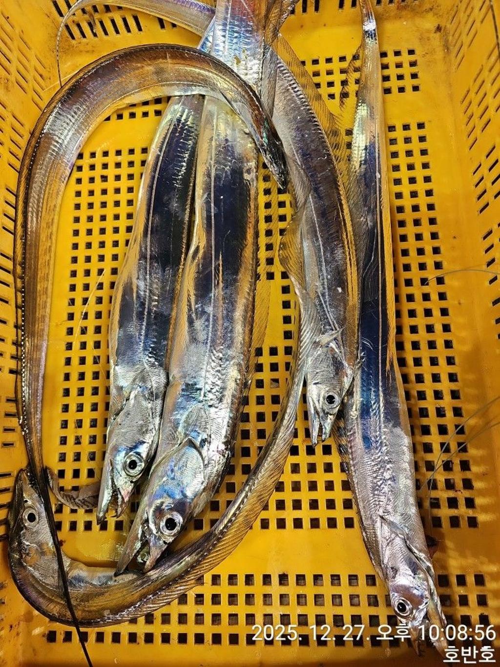 낚시뚜,갈치,통영 신전항,통영호반호,낚시뚜34