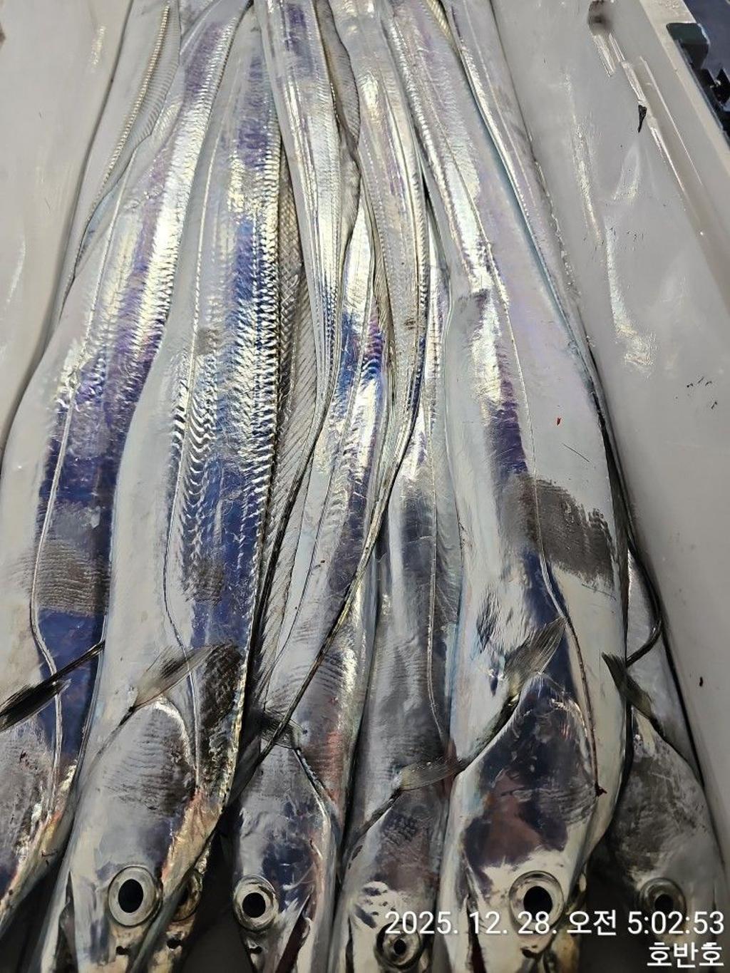 낚시뚜,갈치,통영 신전항,통영호반호,낚시뚜33