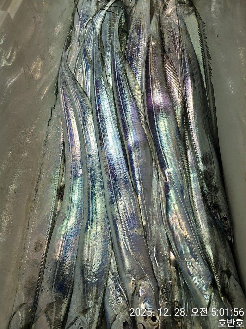 낚시뚜,갈치,통영 신전항,통영호반호,낚시뚜32