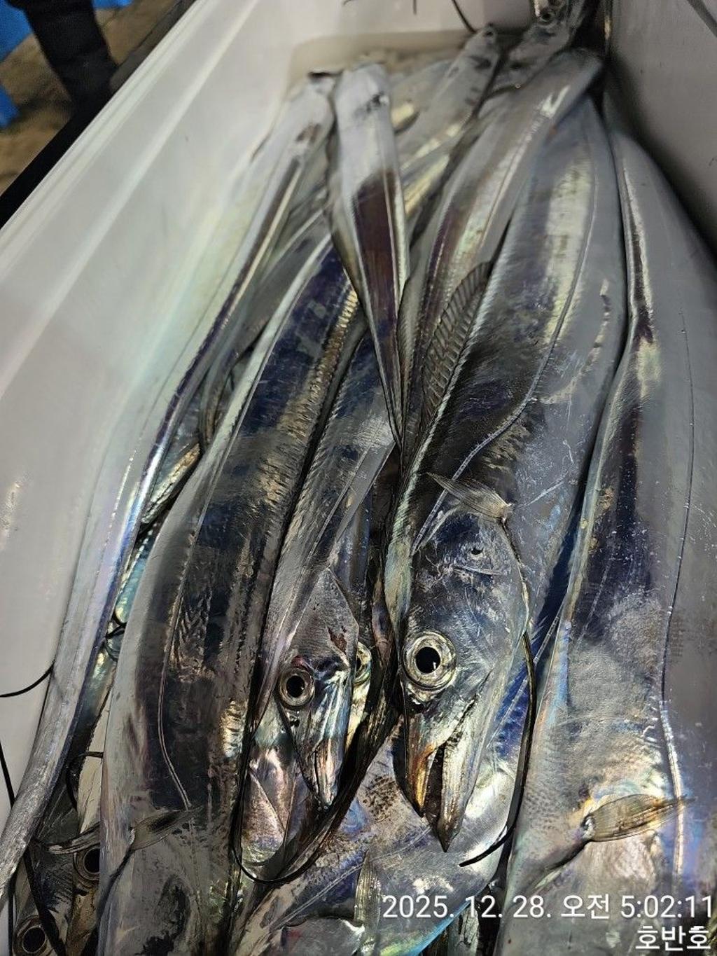 낚시뚜,갈치,통영 신전항,통영호반호,낚시뚜31