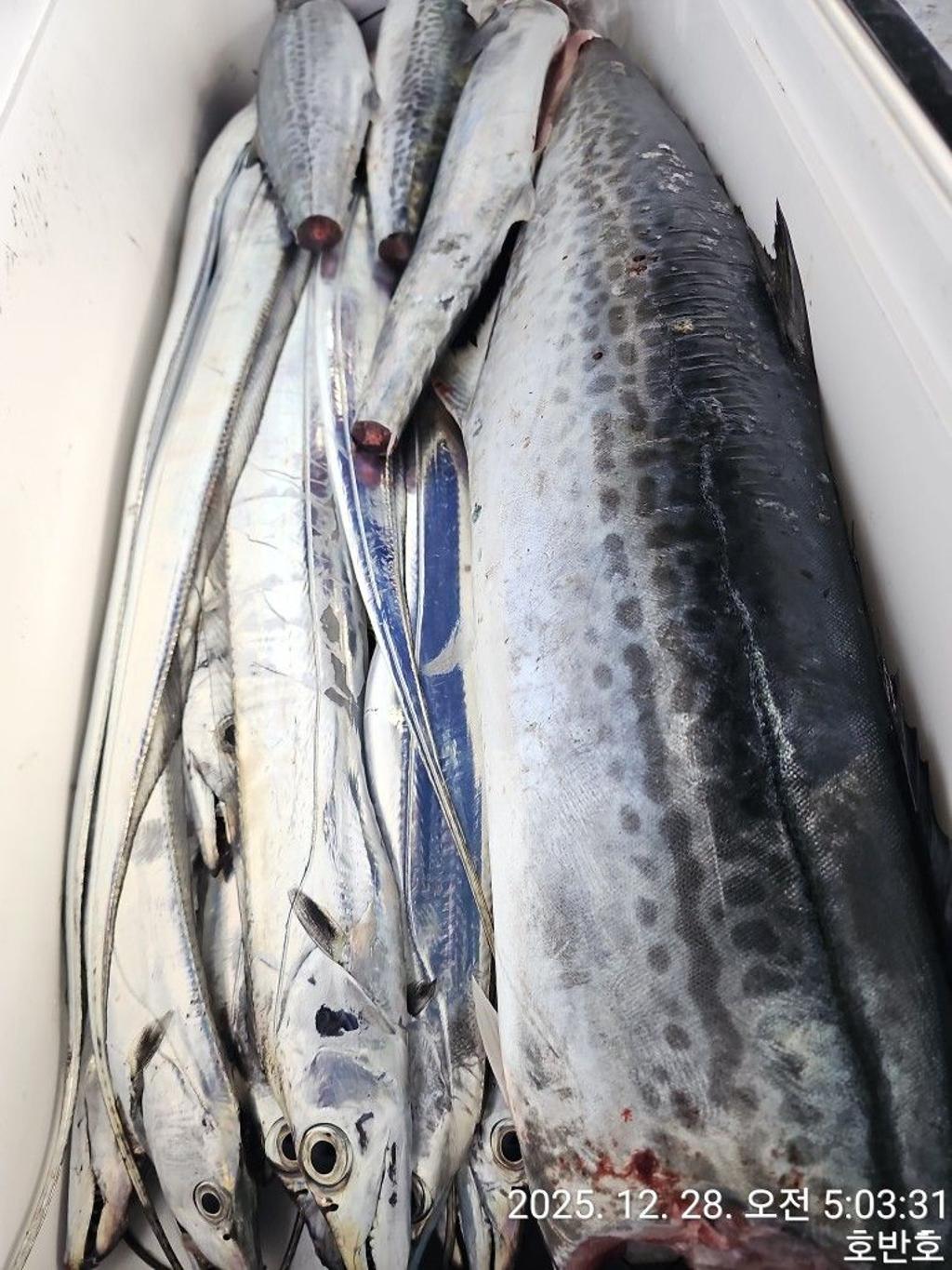 낚시뚜,갈치,통영 신전항,통영호반호,낚시뚜30