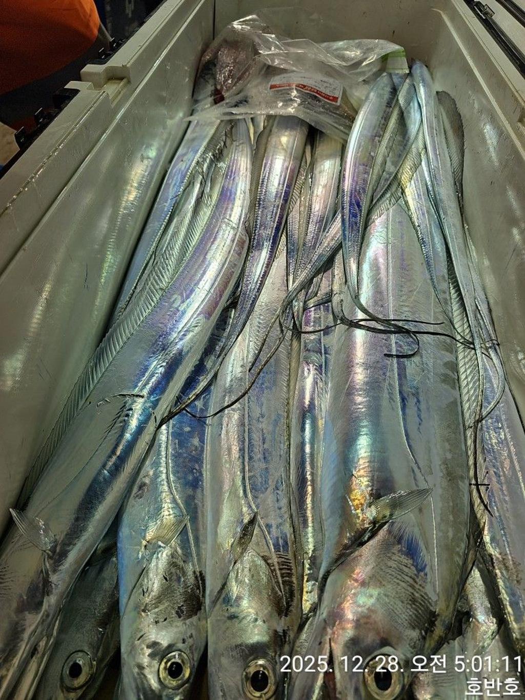 낚시뚜,갈치,통영 신전항,통영호반호,낚시뚜29