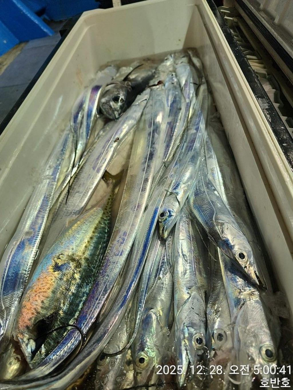 낚시뚜,갈치,통영 신전항,통영호반호,낚시뚜28