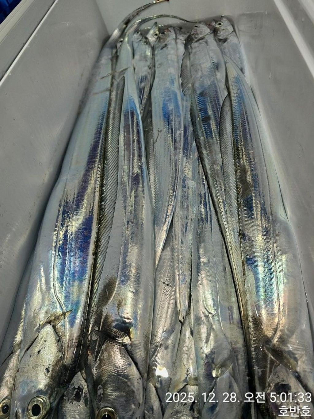 낚시뚜,갈치,통영 신전항,통영호반호,낚시뚜27